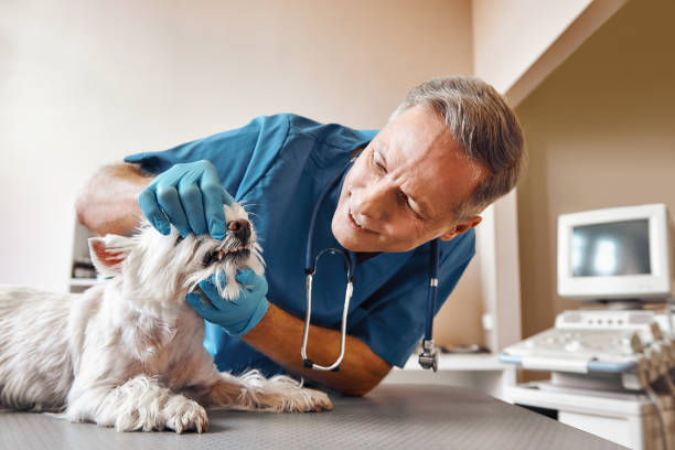 Reliable TX Emergency Dental Service Solutions